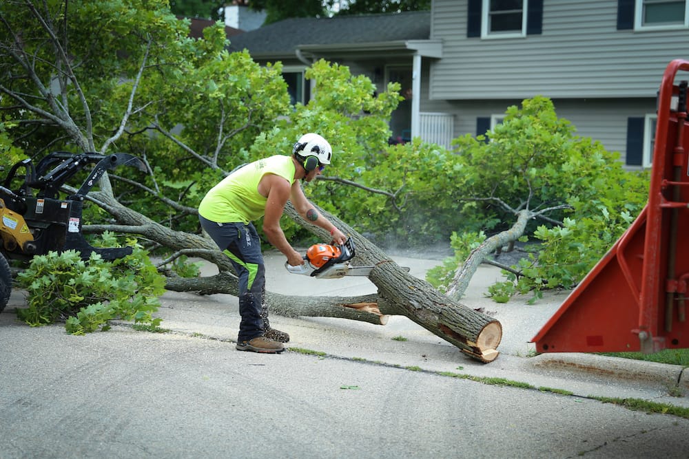 Crew doing brush removal